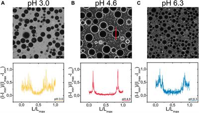 Probing interfaces of pea protein-stabilized emulsions with a fluorescent molecular rotor